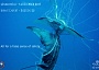 Shark Net - False Sense of Safety