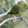 Why orange-bellied parrots are being flown by helicopter