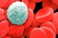 The scientists wanted to discover how mutated white blood cells could cause heart disease.