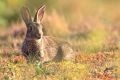 A European rabbit. Scientists have often recounted a story about the domestication of rabbits involving a pope and Lent. 