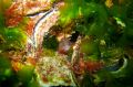 A Tasmanian Blenny hides among native flat oysters in an artificial kelp forest off Tasmania.