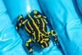 Northern corroboree frogs in their new home