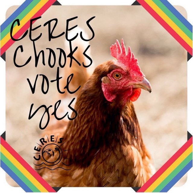 Our ladies know which way theyre voting voteyes votesforchickens welovecommunity