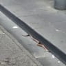 Police seal off city corner after tiger snake spotted in Spencer St