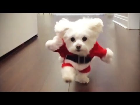 Funniest DOGS IN COSTUMES 2017 [Funny Pets]