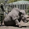 Old and ill, the last male northern white rhino takes a walk