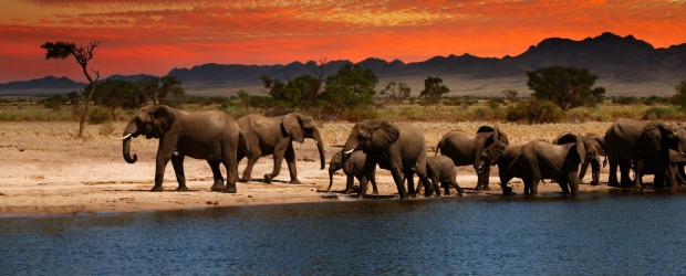 africa elephants