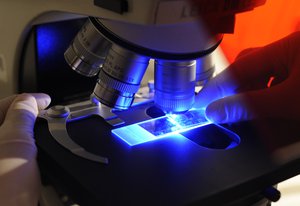 A Hungarian researcher works with a microscope while testing samples as part of the country's swine flu, H1N1 virus research in the lab of the Chief Medical Officer (ANTSZ) in Budapest, Hungary, Wednesday, May 27, 2009. The world's swine flu death toll reached 100 as two more New Yorkers died while infected with a virus that has sickened more than 12,000 people.