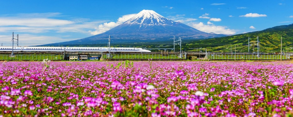 A bullet train runs pass Mount Fuji and Shibazakura in Japan.