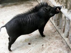 Long-snouted warty pig sniffs the fence inside a zoo, taken on May 2017.