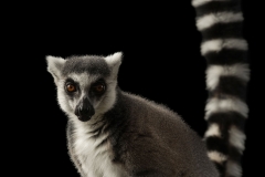 Zeni the ring-tailed Lemur by Rohan Thomson