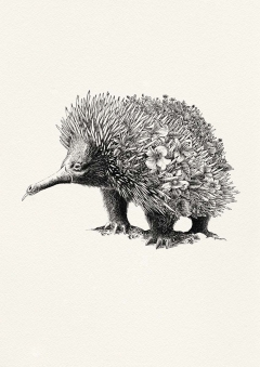 Echidna