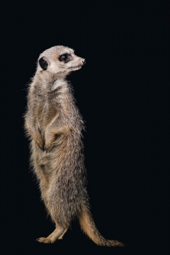 Leo the Meerkat by Rohan Thomson