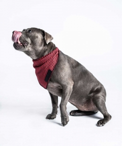 Lumberjack Bandana