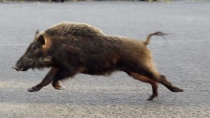 The wild boar are finding their way out of the forests and fields and into train stations, gardens and school sports ...