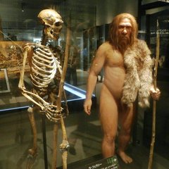 Skeleton and restoration model of Neanderthal (La Ferrassie 1). Exhibit in the National Museum of Nature and Science, Tokyo, Japan.