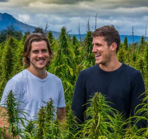 Former school chums, now business partners, Nathan McNiece and Tim Crow amid their Tasmanian hemp crop. 