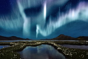 The Northern Lights (aurora borealis) over a marsh landscape with wildflowers in Iceland.