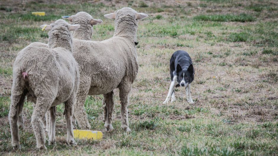 75th National Sheepdog Championship's held in Hall. P Charlie Cover's Queen at work.