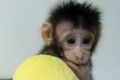 Healthy baby: Cloned monkey Hua Hua. 