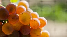 Gerwurztraminer grapes.