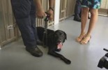 Opening Of The Fiji Dog Detector Unit Suva Complex