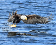 ABD_9819 Bald Eagle