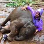 An Affectionate Baby Elephant Attacks a Woman In a Purple Raincoat With Lots of Muddy Cuddles