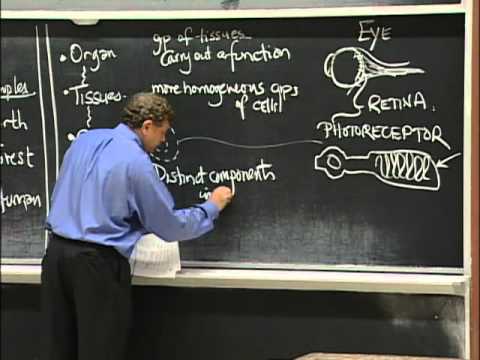 Types of Organisms, Cell Composition, excerpt 1 | MIT 7.01SC Fundamentals of Biology