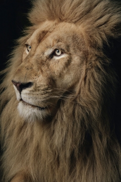 Jake: White Lion by Rohan Thomson