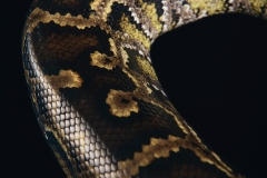 Burnie - Burmese Python Two by Rohan Thomson