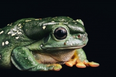 Kermit the Splendid Tree Frog by Rohan Thomson