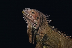 Iggy the Green Iguana by Rohan Thomson