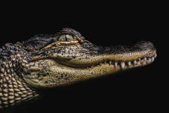 Albert the American Alligator Two by Rohan Thomson