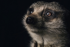 Leo the Meerkat Two by Rohan Thomson