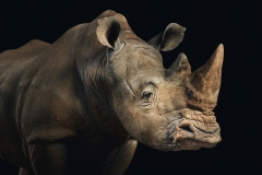 Eco the Southern White Rhinoceros by Rohan Thomson