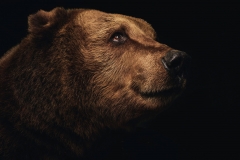 Darkle the Brown Bear by Rohan Thomson