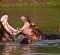 Hippo fight in the Ruaha River