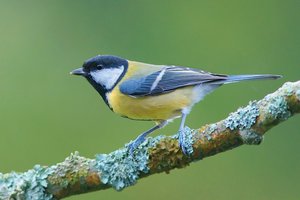 The Great Tit (Parus major) is a passerine bird in the tit family Paridae. It is a widespread and common species throughout Europe in any sort of woodland. It is resident, and most Great Tits do not migrate. In the past this species was considered a ring species with several subspecies covering a wide distribution, but these have now been separated.