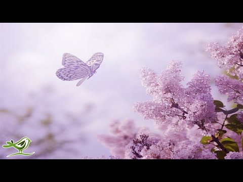 8 Hours of Relaxing Sleep Music: Soft Piano Music, Sleeping Music, Meditation Music, Fall Asleep ★89