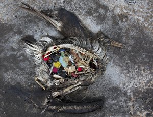 In this Nov. 2, 2014 photo provided by the U.S. Fish and Wildlife Service, a black footed albatross chick with plastics in its stomach lays dead on Midway Atoll in the Northwestern Hawaiian Islands.