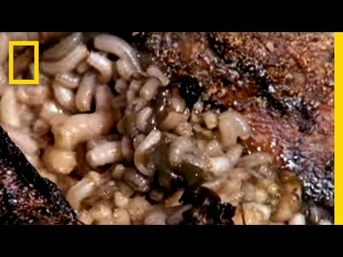 Maggot Medicine | National Geographic