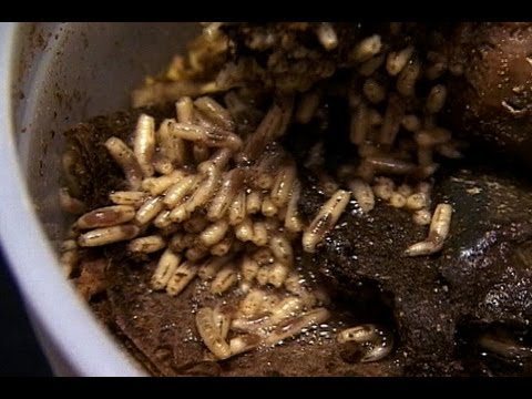 Maggot Medicine | National Geographic