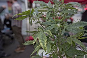 Marijuana (cannabis) plants are displayed at the largest Cannabis Expo in Vancouver, Canada