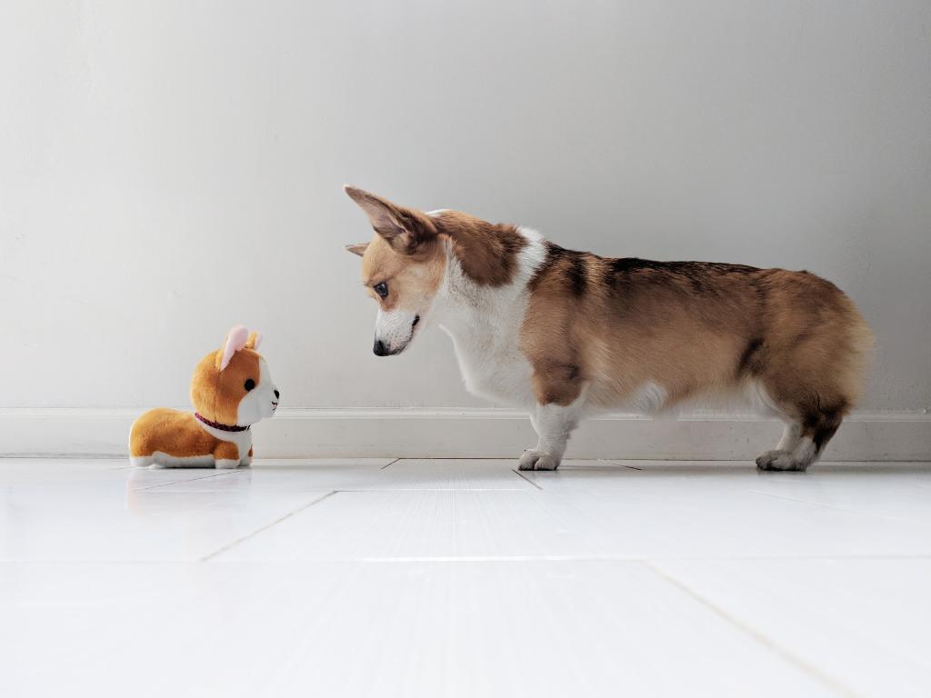 Photo of dog facing stuffed animal dog.