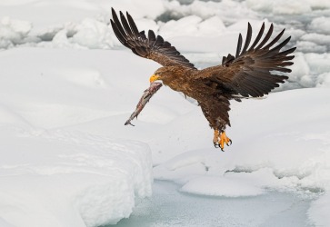 When in Hokkaido, Japan, this February, I was able to see the magnificant white tailed eagle hunting for fish in the sea ...