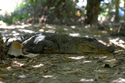 Panic as crocodile blocks hospital entrance in Zimbabwe