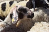 ‘The devil’s lamb’ captured after escaping auction in Georgia