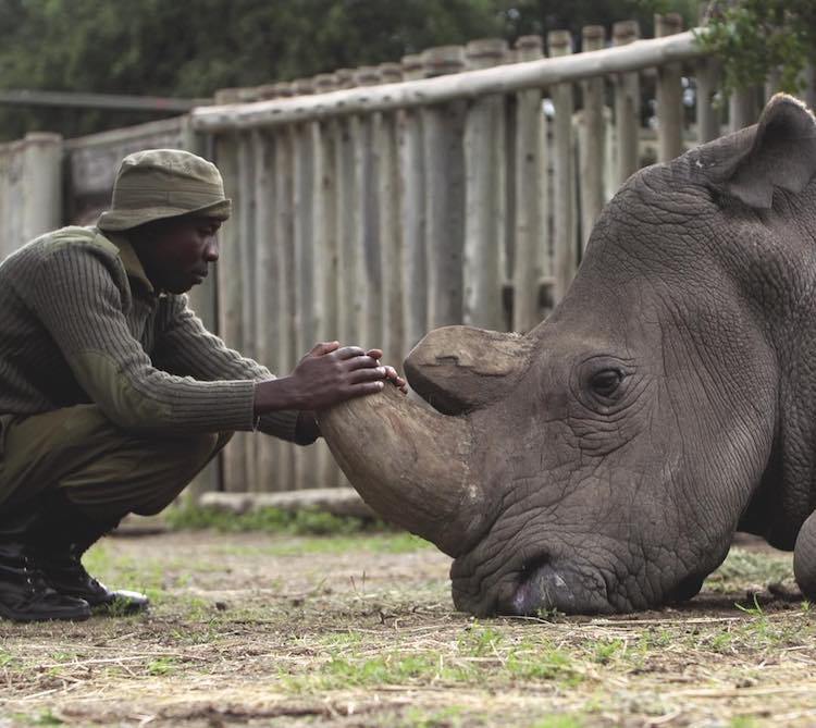 The Last Male Standing, A Powerful Film About the Caretakers of Sudan, the Last Northern White Rhino