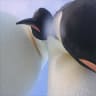 Penguins found a camera in Antarctica and captured a selfie